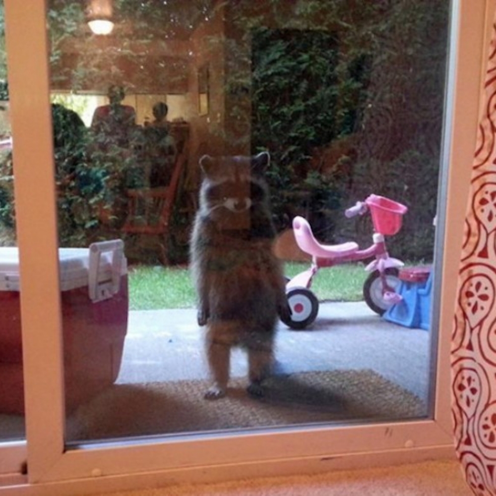 Meet your Posher, Chad